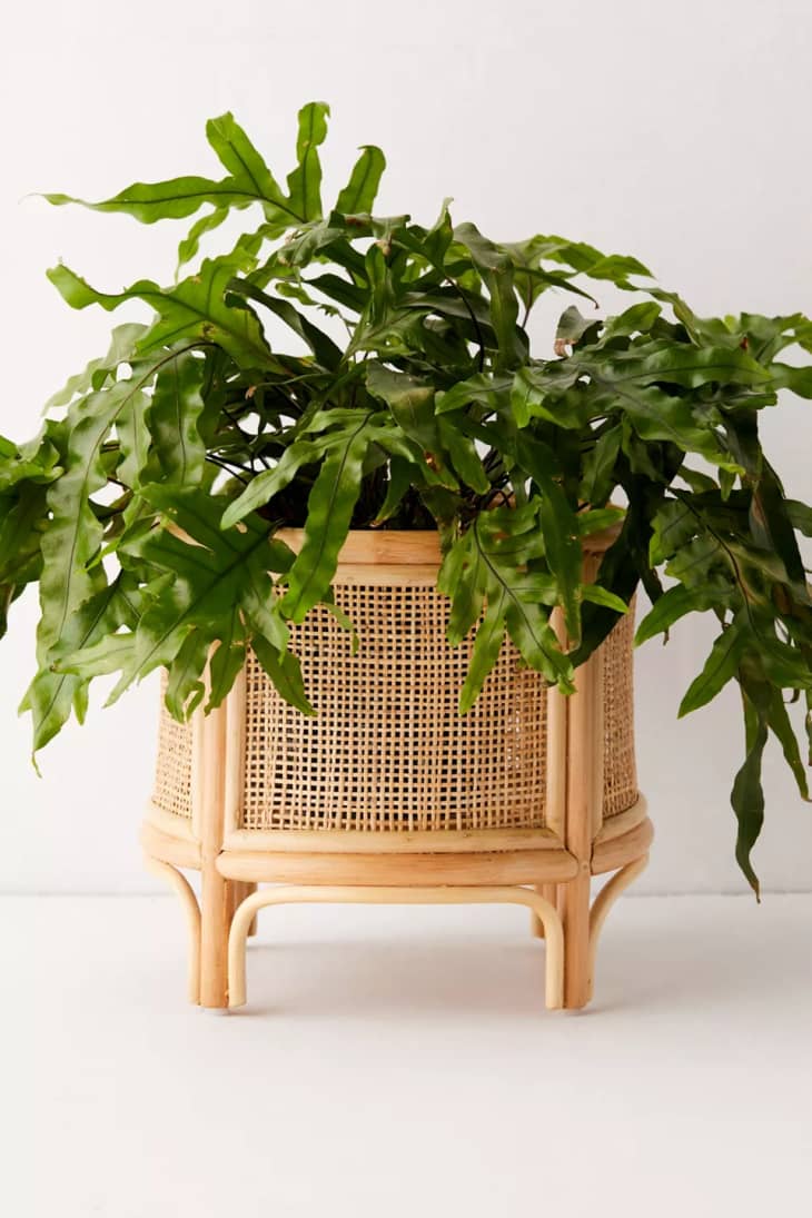 Our Favorite Rattan Planters and Plant Stands For Spring 2022